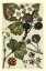 Picture of FRUITS AND FOLIAGE VI