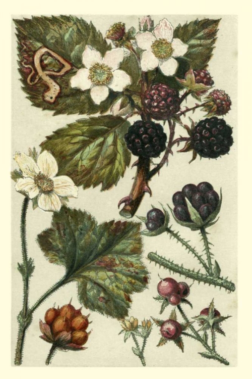 Picture of FRUITS AND FOLIAGE VI