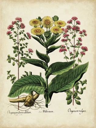 Picture of BESLER FLORILEGIUM I