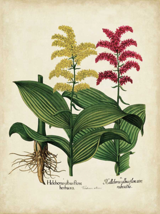 Picture of BESLER FLORILEGIUM II