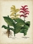 Picture of BESLER FLORILEGIUM II