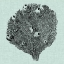 Picture of SERENE CORAL IV