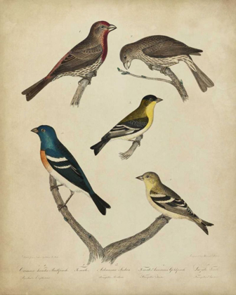 Picture of BONAPART BIRDS I