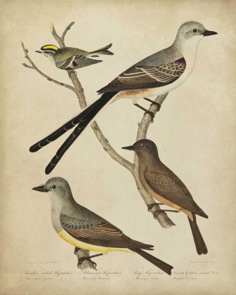 Picture of BONAPART BIRDS II