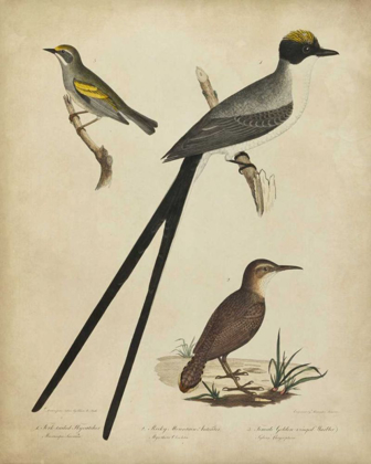 Picture of BONAPART BIRDS III