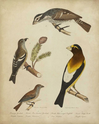 Picture of BONAPART BIRDS IV