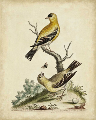 Picture of EDWARDS BIRD PAIRS III