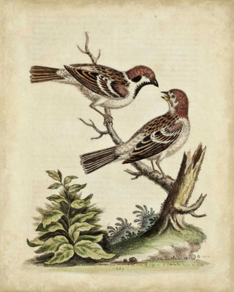 Picture of EDWARDS BIRD PAIRS VI