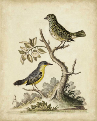 Picture of EDWARDS BIRD PAIRS VII