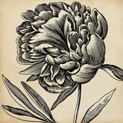 Picture of GRAPHIC FLORAL II