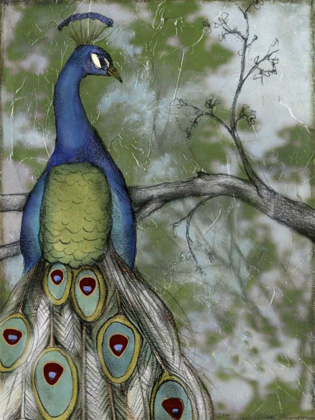 Picture of PEACOCK REFLECTIONS II
