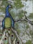 Picture of PEACOCK REFLECTIONS II