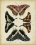 Picture of DISPLAY OF BUTTERFLIES II