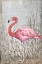 Picture of AMERICAN FLAMINGO II