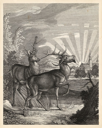 Picture of WOODLAND DEER V