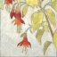 Picture of FUCHSIA BLOOMS II