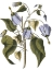 Picture of LAVENDER FLORAL I