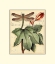 Picture of PETITE DRAGONFLIES II