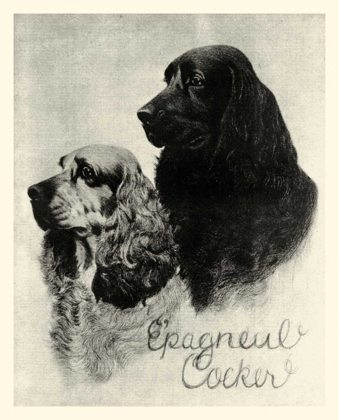 Picture of B AND W EPAGNEUL COCKER