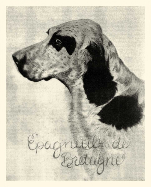 Picture of B AND W EPAGNEUL DE BRETAGNE