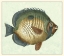 Picture of BUTTERFLY FISH I