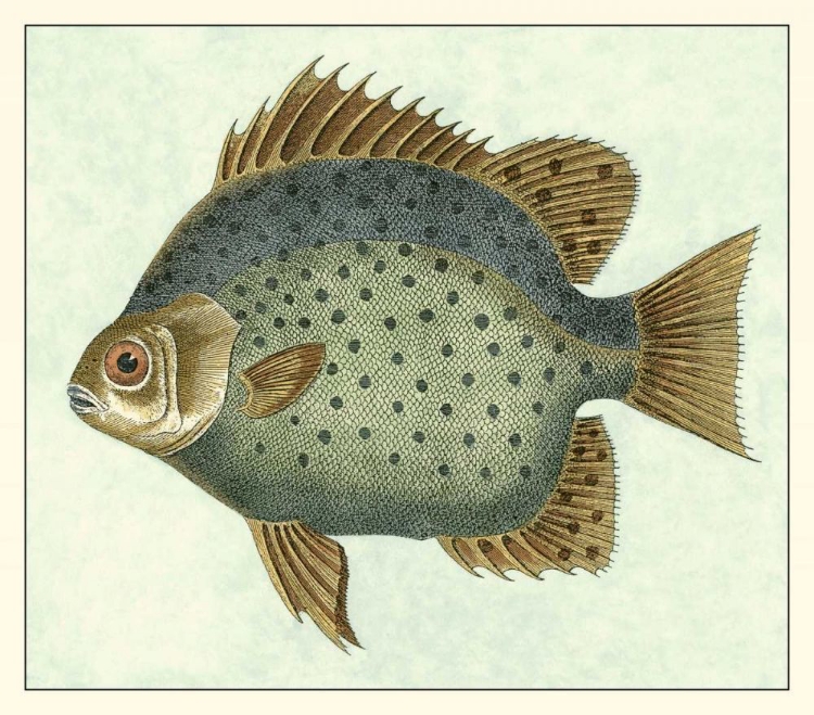 Picture of BUTTERFLY FISH II