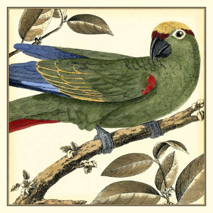 Picture of TROPICAL PARROT I