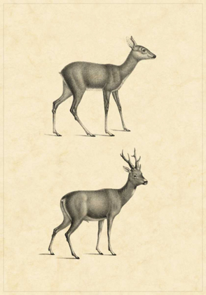 Picture of VINTAGE DEER I