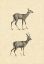 Picture of VINTAGE DEER I