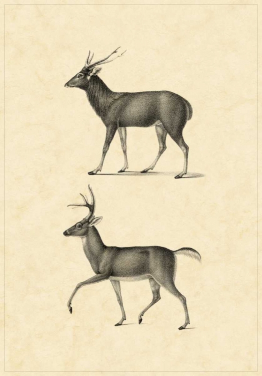 Picture of VINTAGE DEER II