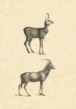 Picture of VINTAGE ANTELOPE
