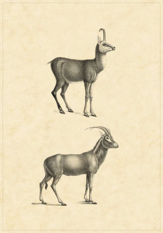 Picture of VINTAGE ANTELOPE