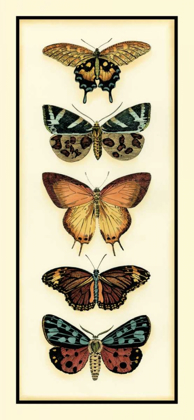 Picture of BUTTERFLY COLLECTOR V