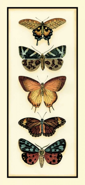 Picture of BUTTERFLY COLLECTOR V