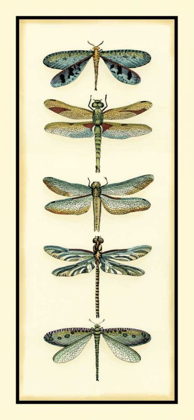 Picture of DRAGONFLY COLLECTOR I