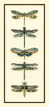 Picture of DRAGONFLY COLLECTOR II