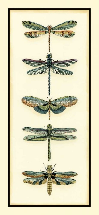 Picture of DRAGONFLY COLLECTOR II