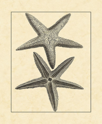 Picture of ANTIQUEANDDECKLE VINTAGE STARFISH I