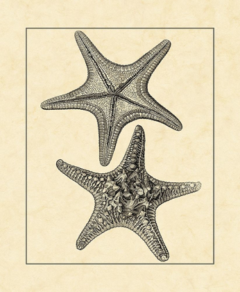 Picture of ANTIQUEANDDECKLE VINTAGE STARFISH II