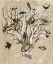 Picture of THE ORNITHOLOGISTS DREAM I