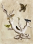 Picture of THE ORNITHOLOGISTS DREAM III