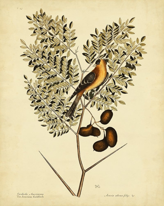 Picture of CATESBY AMERICAN GOLDFINCH  PL. T43