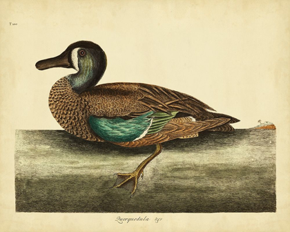 Picture of CATESBY WHITE-FACE TEAL PL. T100
