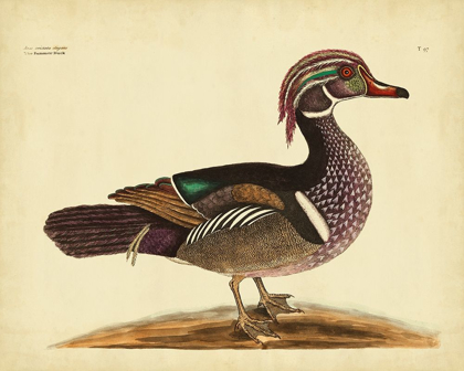 Picture of CATESBY SUMMER DUCK PL T97