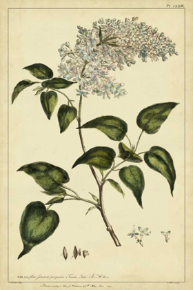 Picture of LILAC, PL. CLXIII
