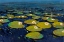 Picture of LILY PADS I