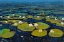 Picture of LILY PADS II