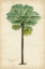 Picture of PALM OF THE TROPICS II