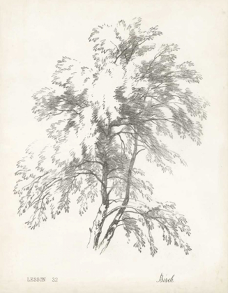 Picture of BIRCH TREE STUDY