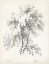 Picture of BIRCH TREE STUDY